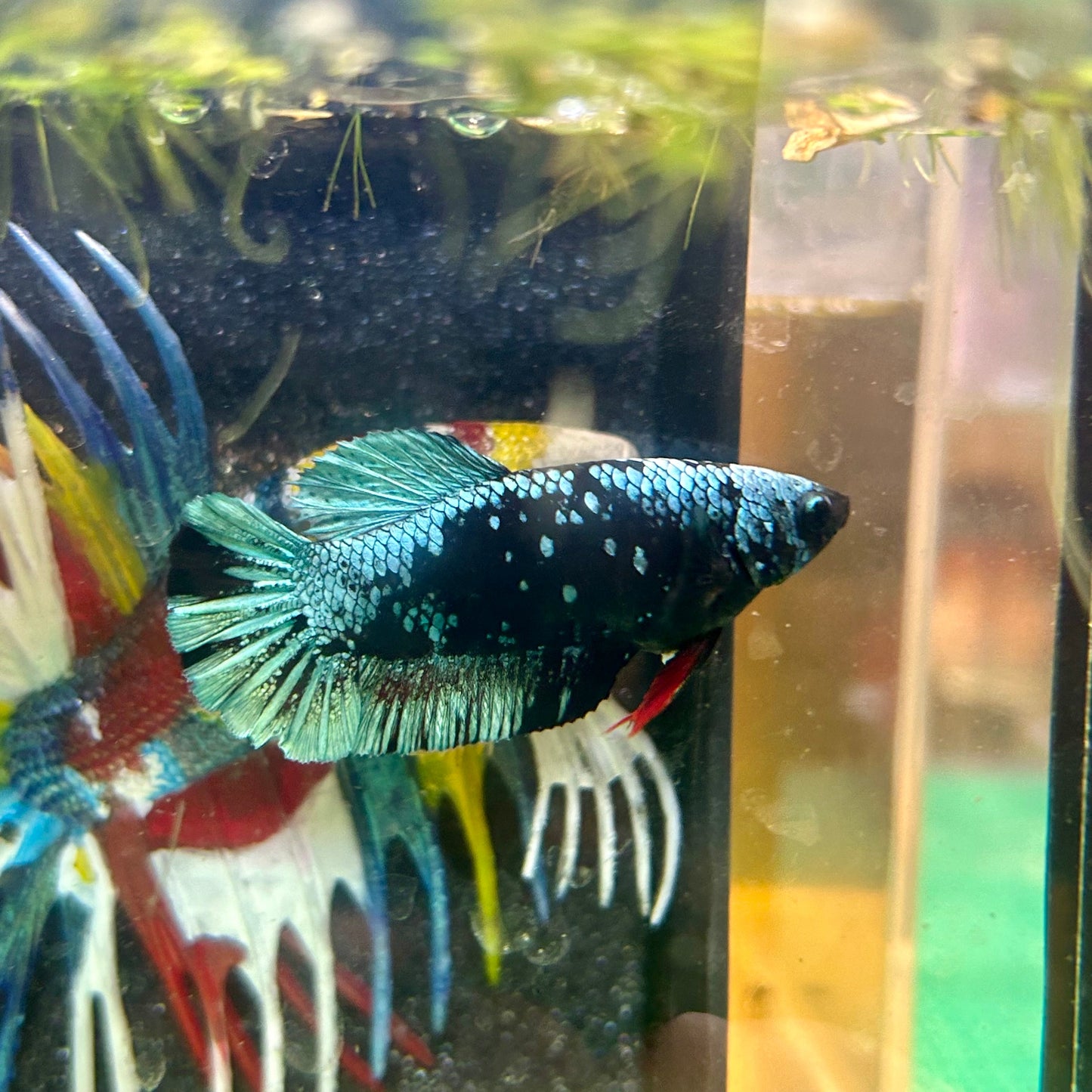 Avarta Gordon Plakat - Female Betta 57