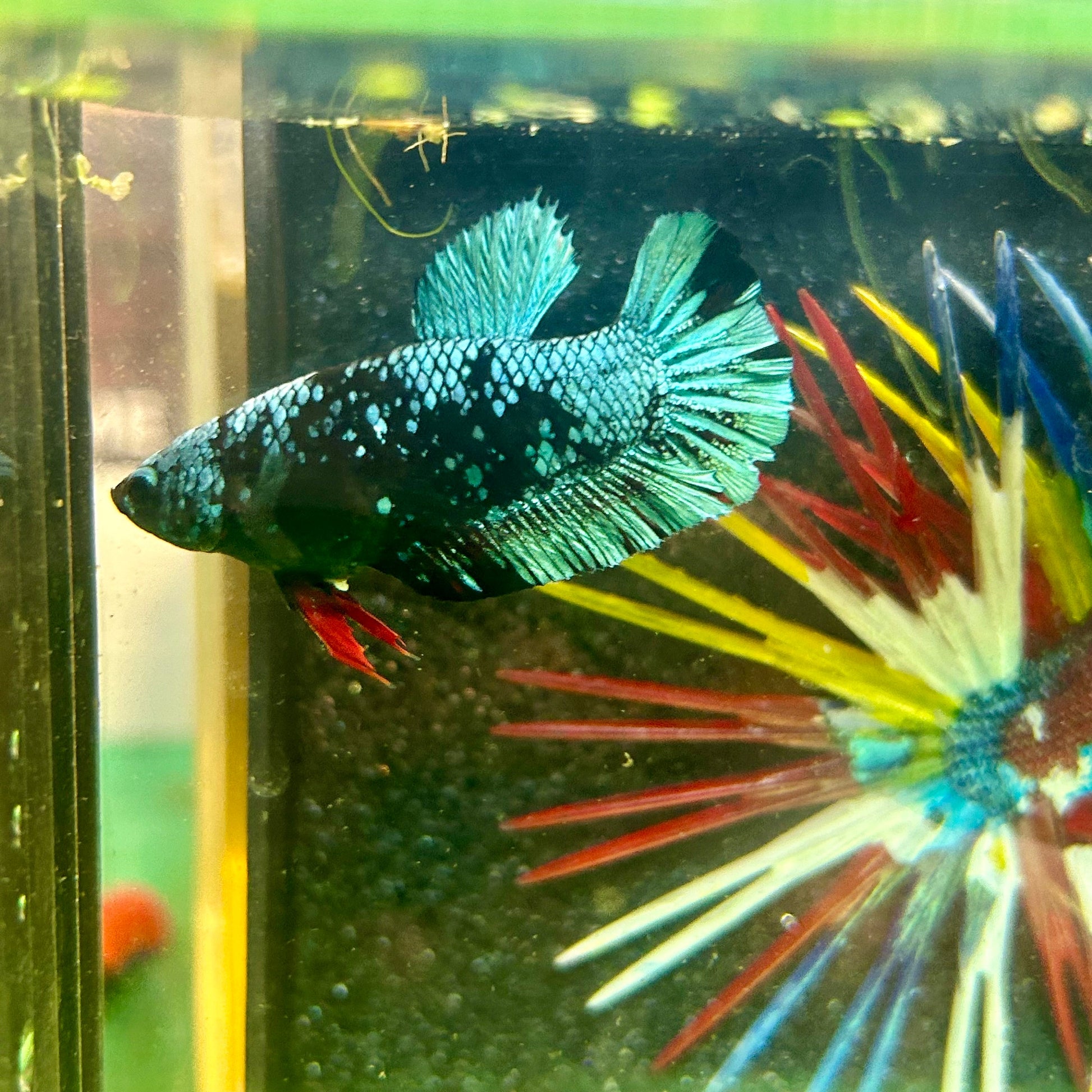 Avarta Gordon Plakat - Female Betta 57