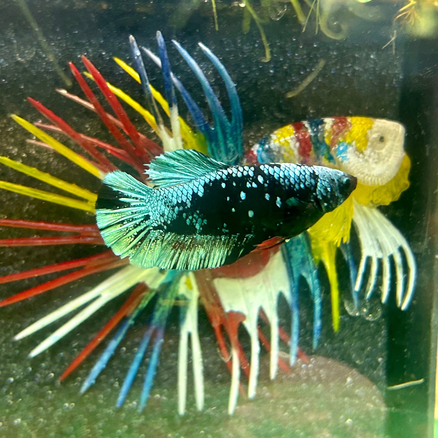 Avarta Gordon Plakat - Female Betta 57