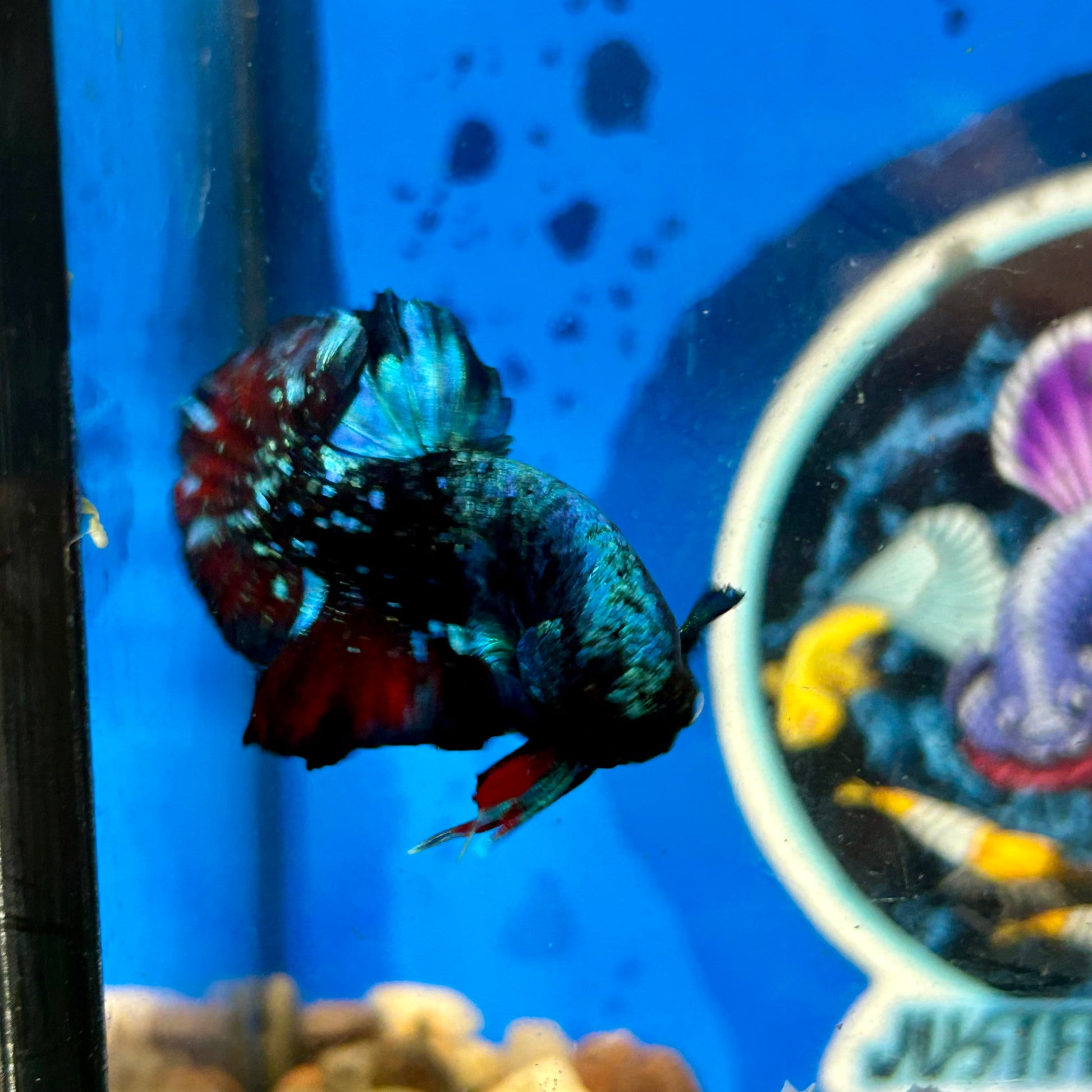 Avarta Gordon Plakat - Male Betta 052