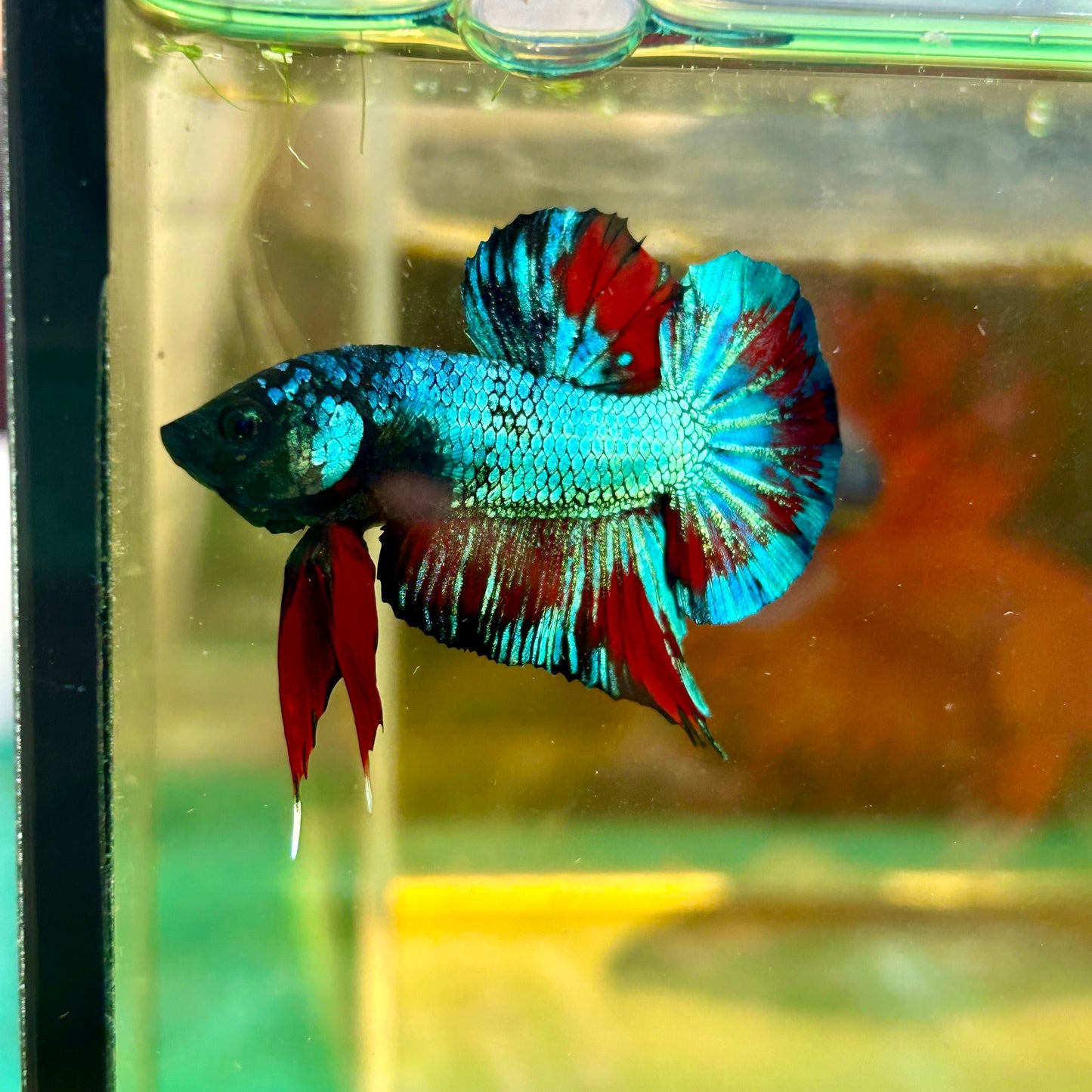 Avarta Gordon Plakat - Male Betta 138