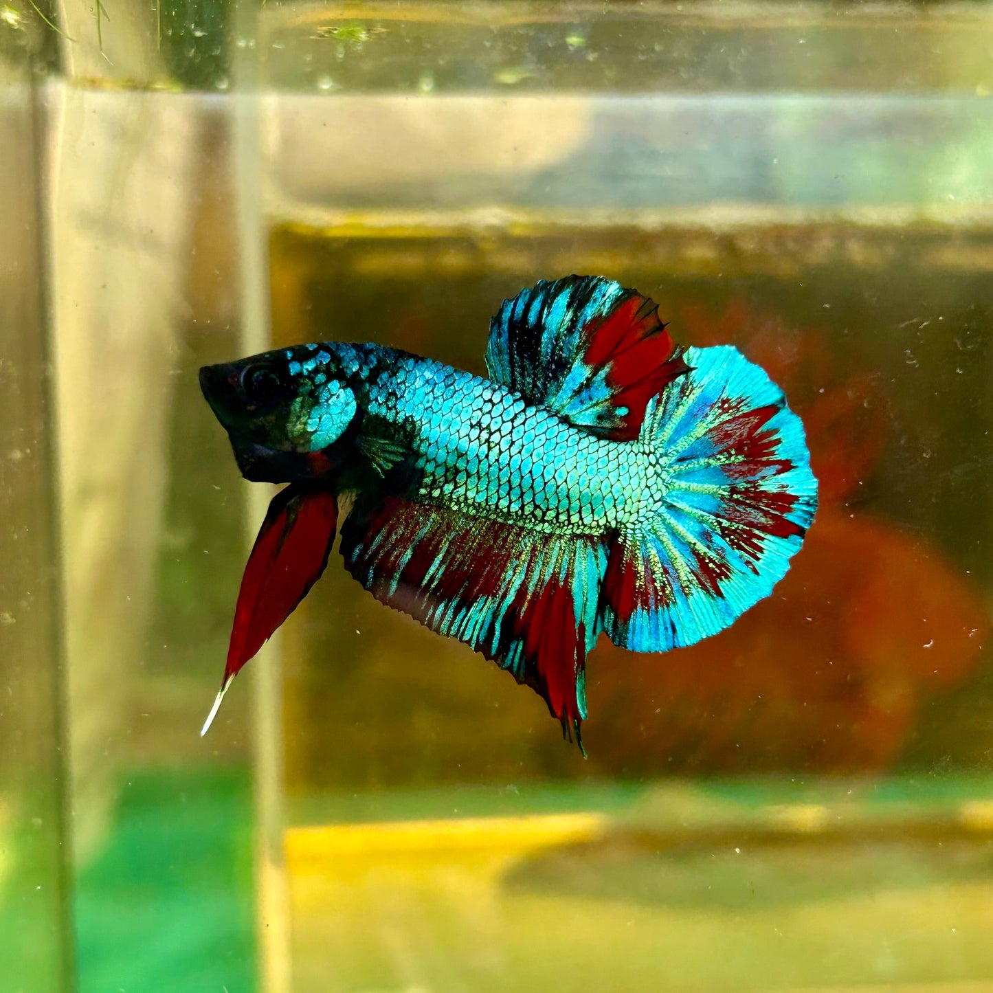 Avarta Gordon Plakat - Male Betta 138