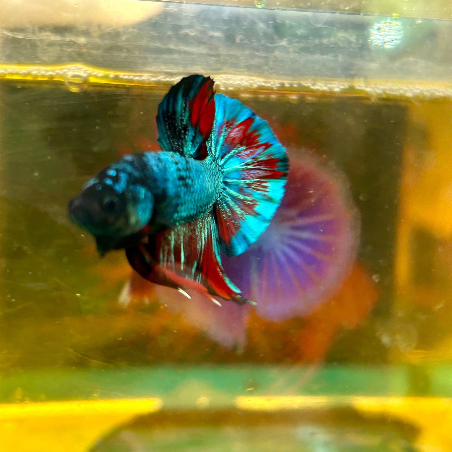 Avarta Gordon Plakat - Male Betta 138