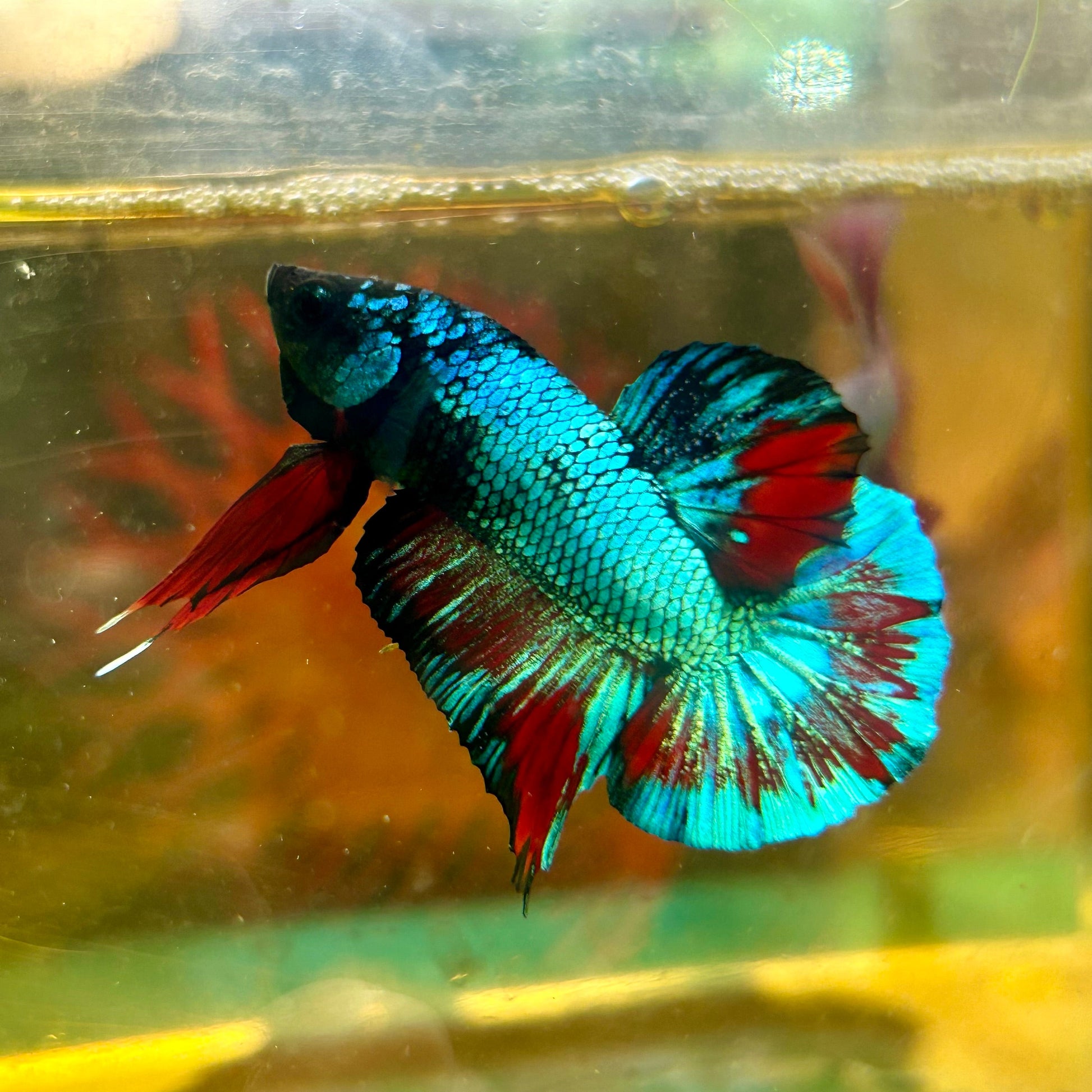 Avarta Gordon Plakat - Male Betta 138