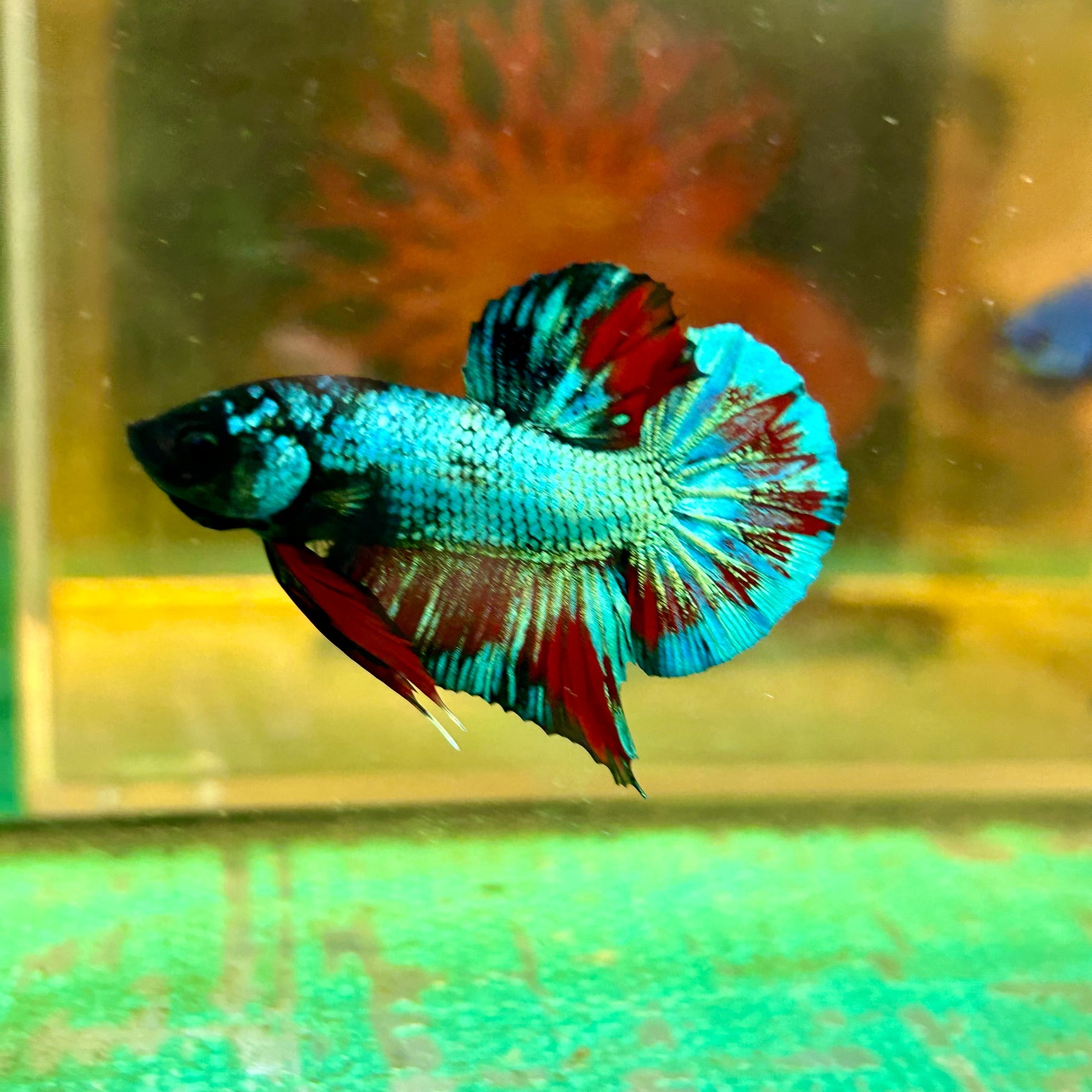 Avarta Gordon Plakat - Male Betta 138