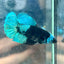 Avarta Green Plakat - Female Betta 152