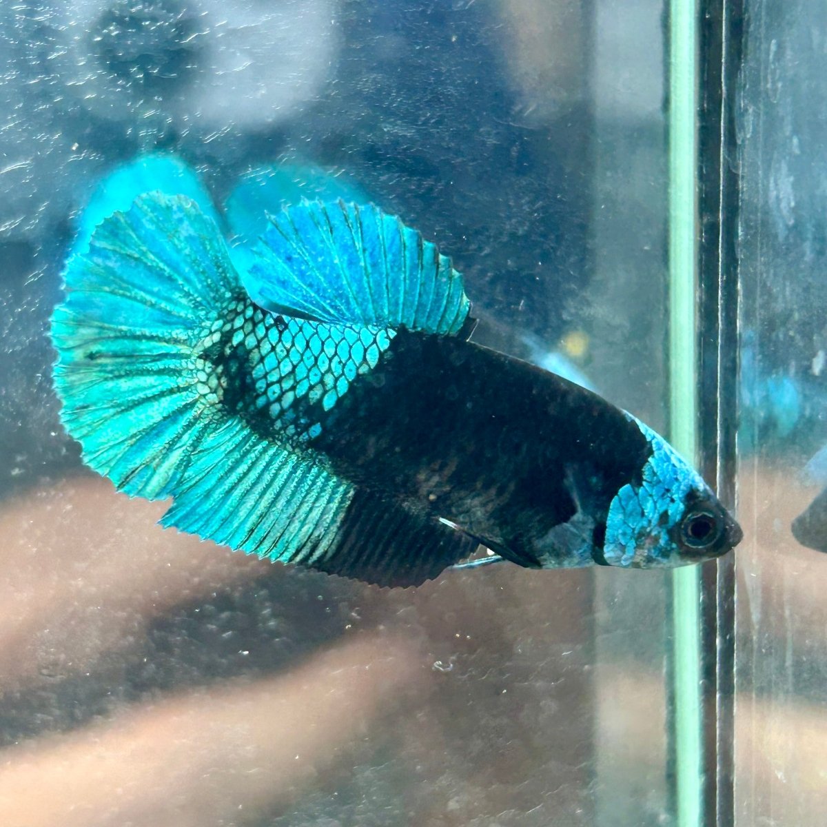 Avarta Green Plakat - Female Betta 152
