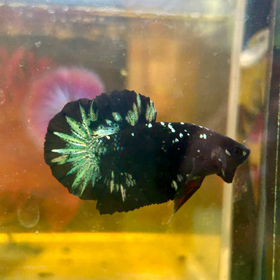 Avarta Nebula Copper Plakat - Male Betta 120