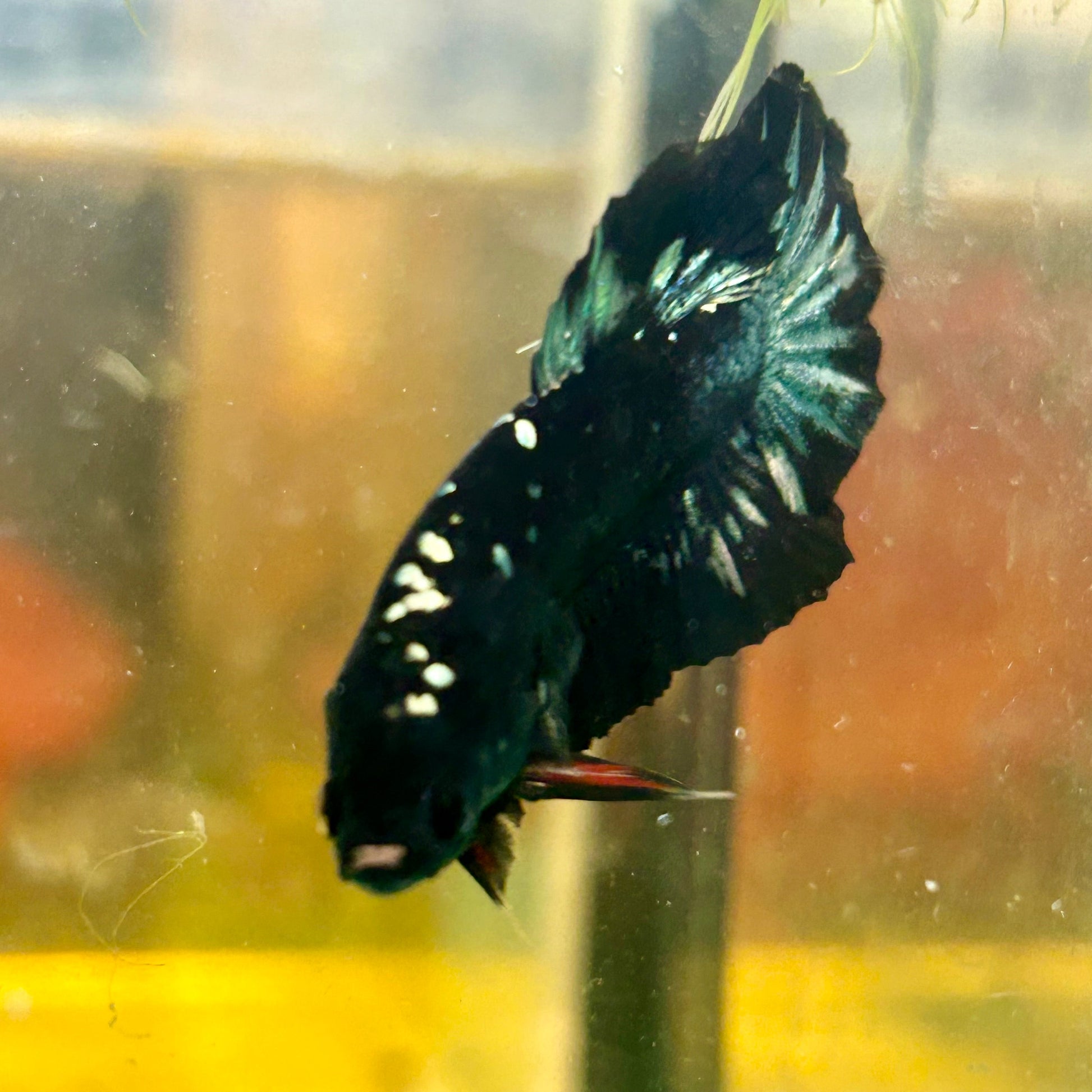 Avarta Nebula Copper Plakat - Male Betta 120