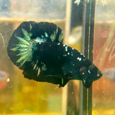 Avarta Nebula Copper Plakat - Male Betta 120