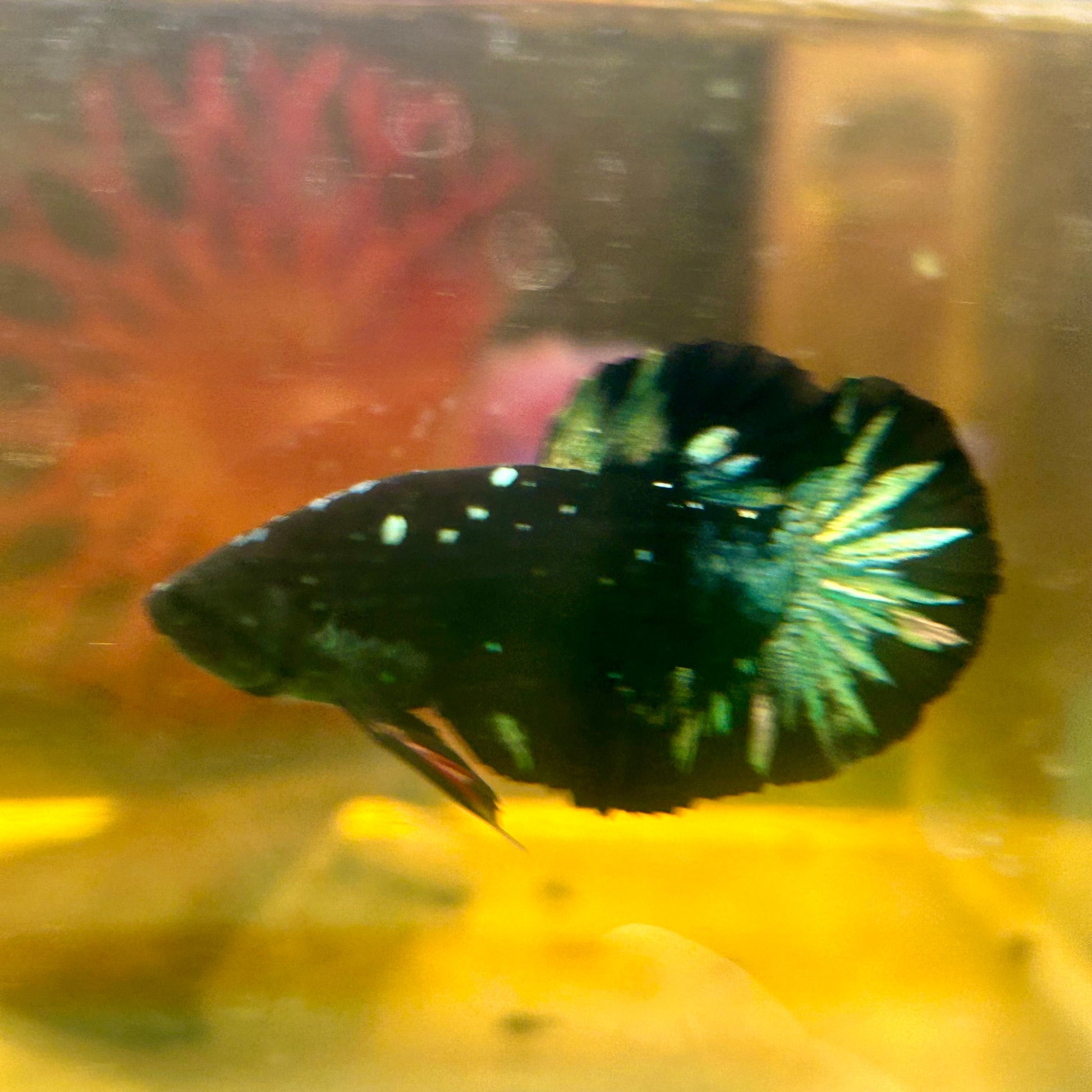 Avarta Nebula Copper Plakat - Male Betta 120