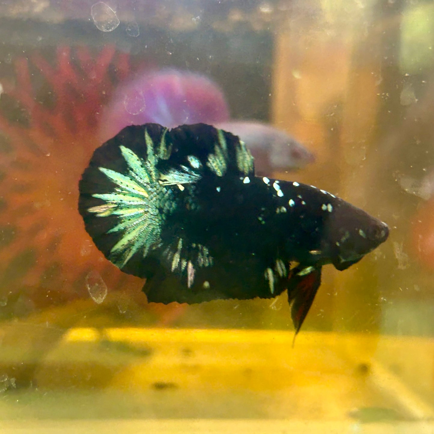 Avarta Nebula Copper Plakat - Male Betta 120