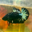 Avarta Nebula Copper Plakat - Male Betta 120