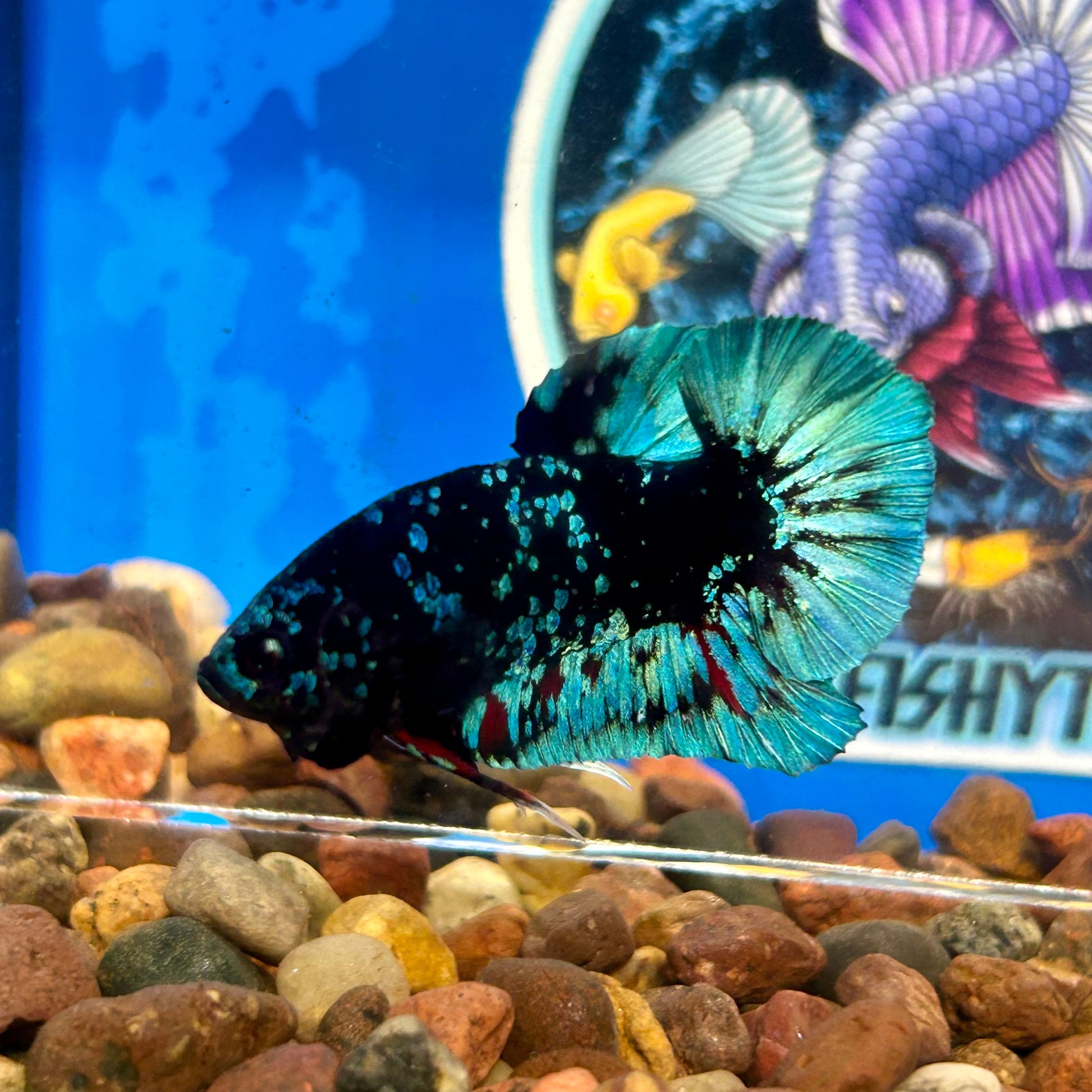 Avarta Nebula Gordon Plakat - Male Betta 119