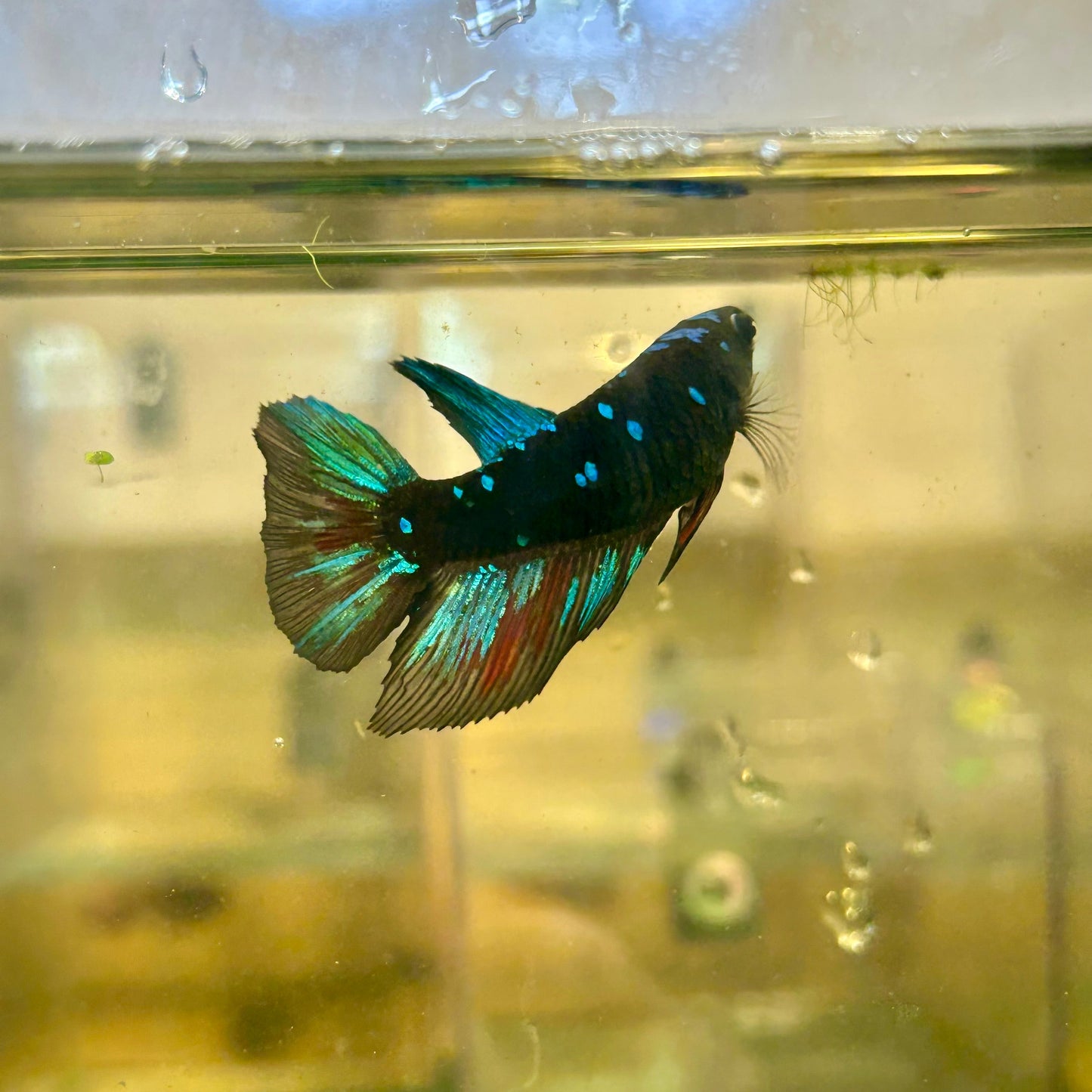 Avarta Nebula Halfmoon - Female Betta 141