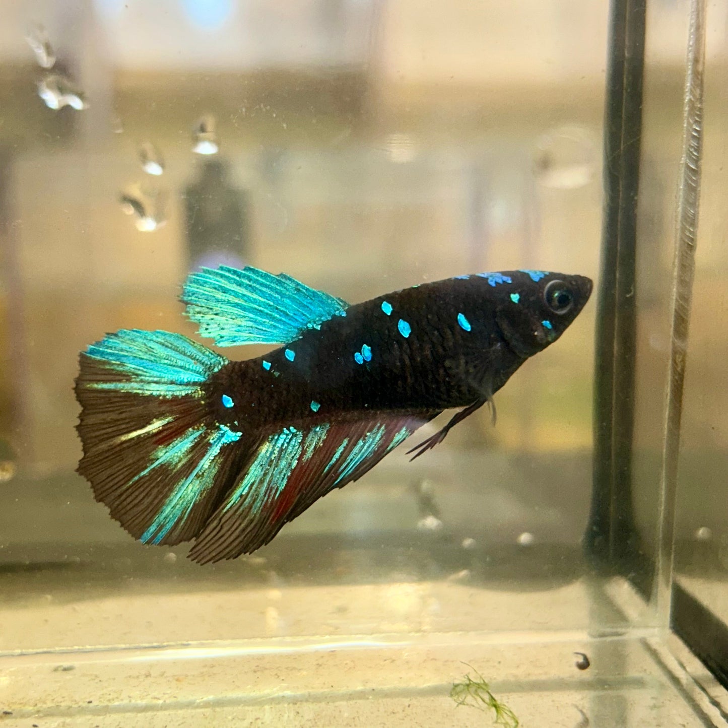 Avarta Nebula Halfmoon - Female Betta 141