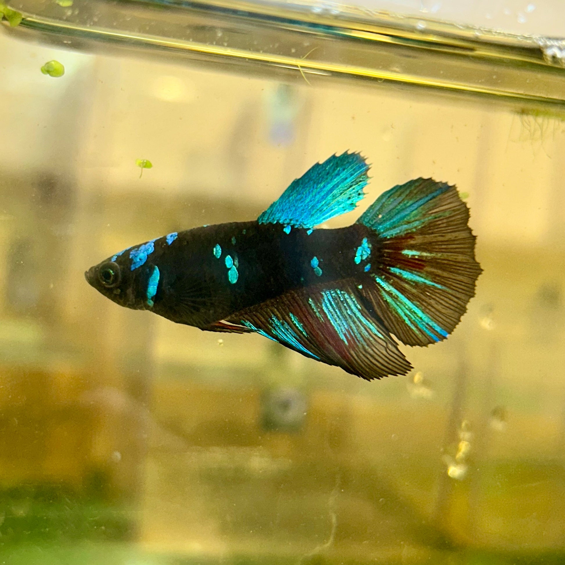 Avarta Nebula Halfmoon - Female Betta 141