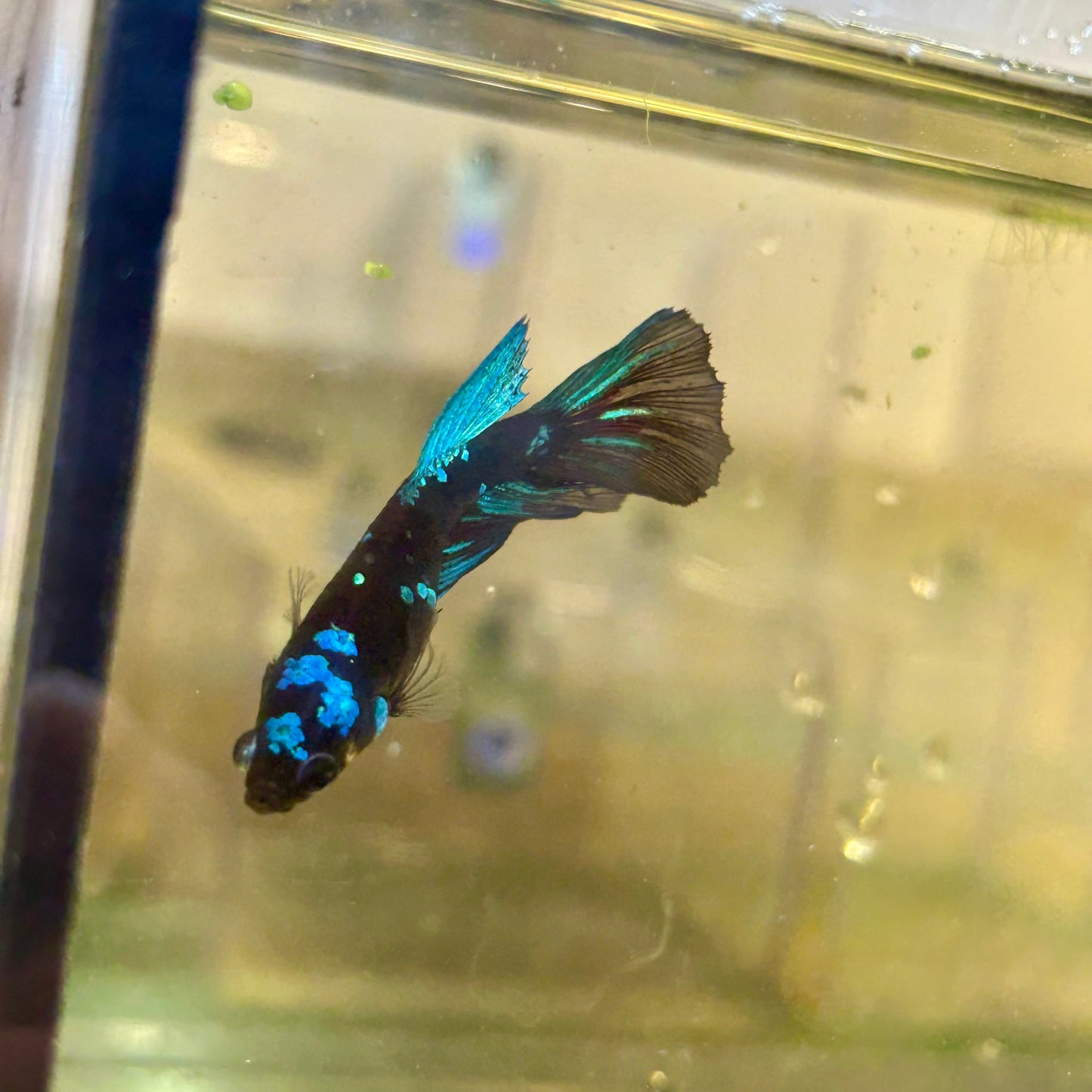 Avarta Nebula Halfmoon - Female Betta 141