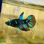 Avarta Nebula Halfmoon - Female Betta 141