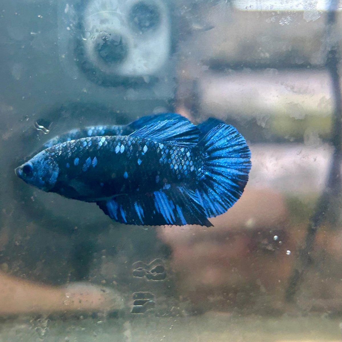 Avarta Nebula Plakat - Female Betta 086