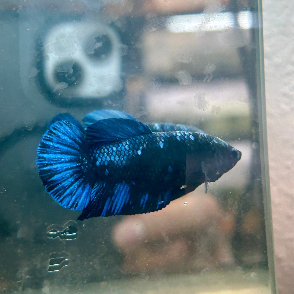 Avarta Nebula Plakat - Female Betta 086