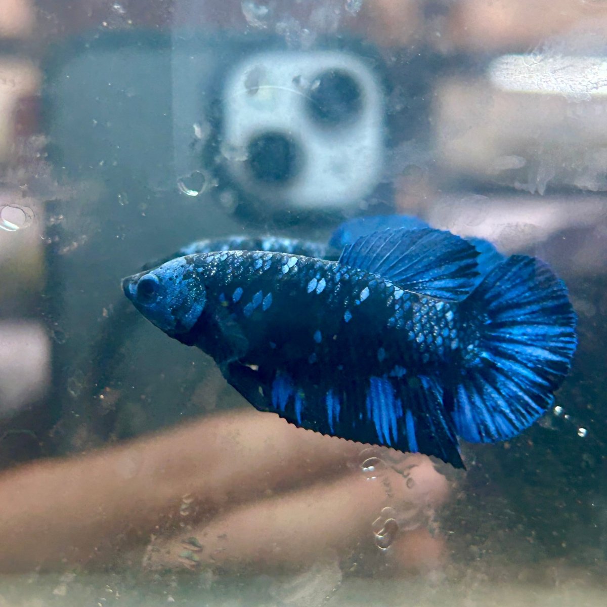Avarta Nebula Plakat - Female Betta 086