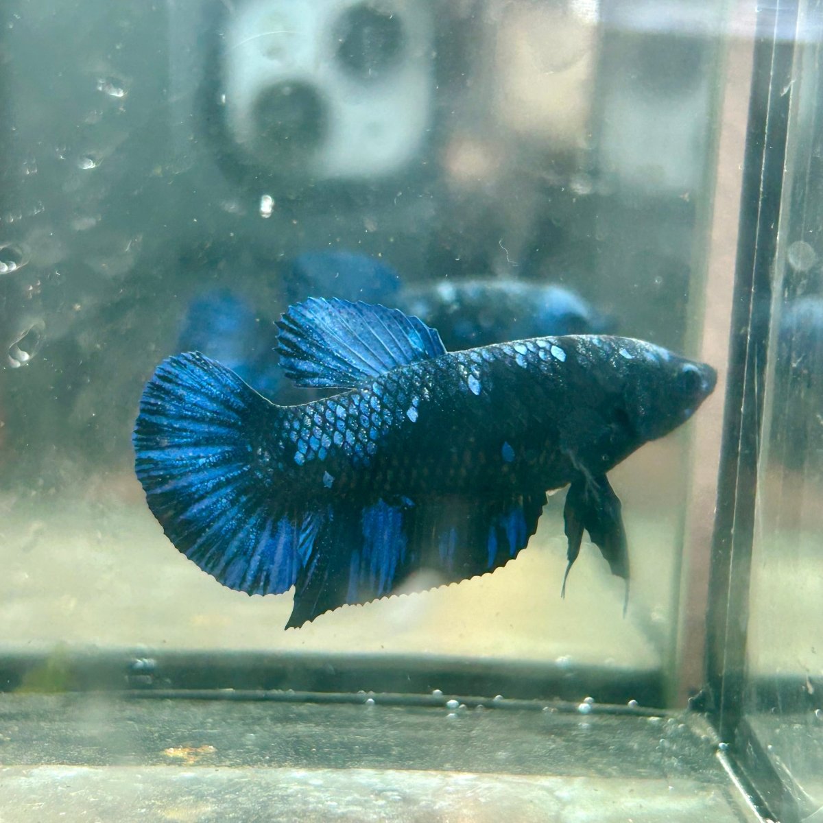 Avarta Nebula Plakat - Female Betta 086