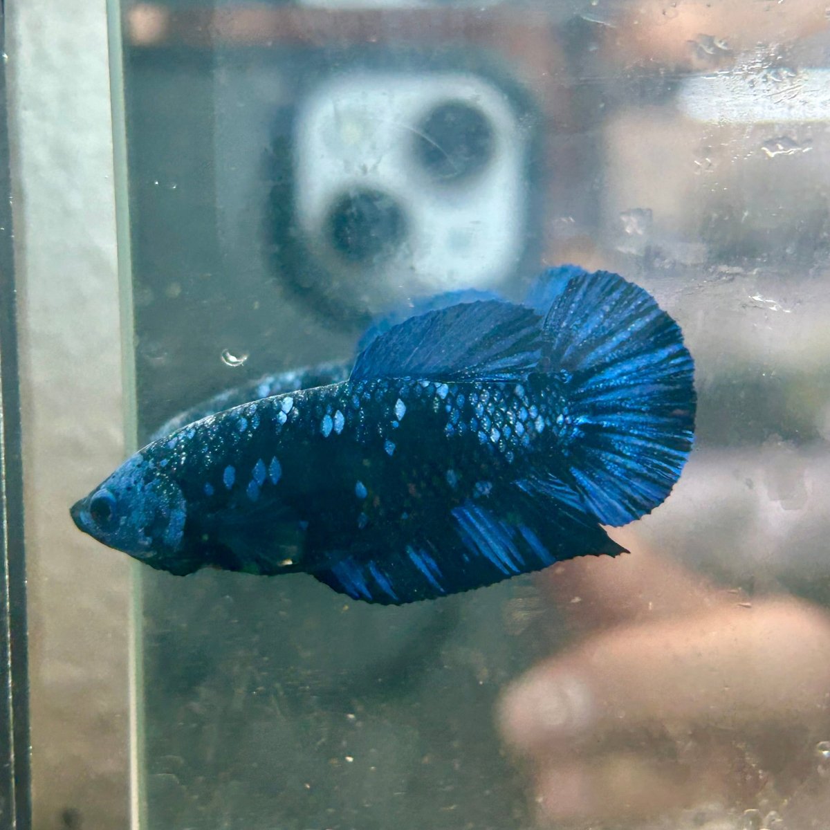 Avarta Nebula Plakat - Female Betta 086