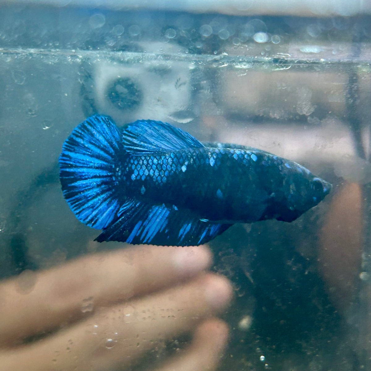 Avarta Nebula Plakat - Female Betta 086