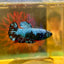 Avarta Nebula Plakat - Female Betta 118