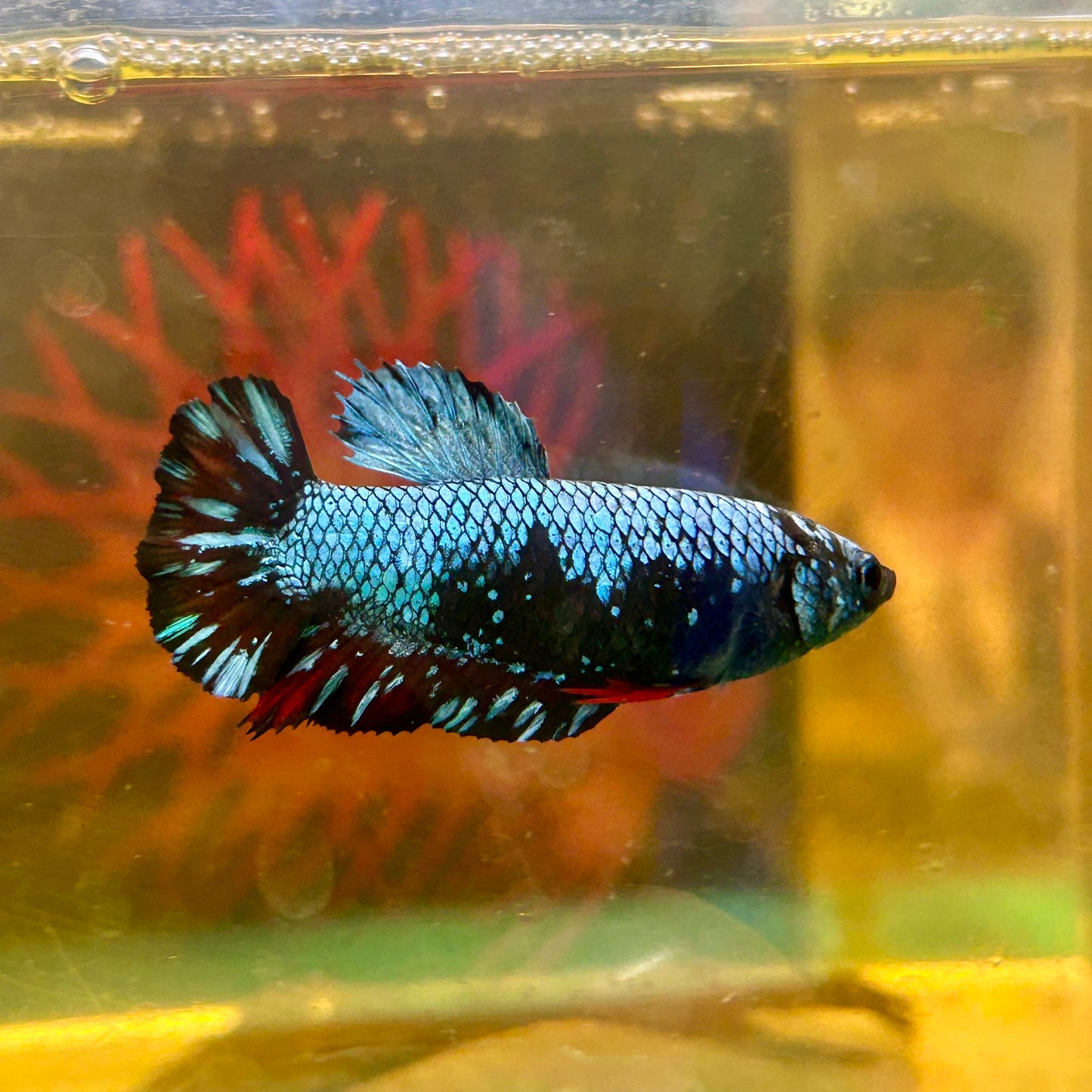 Avarta Nebula Plakat - Female Betta 118