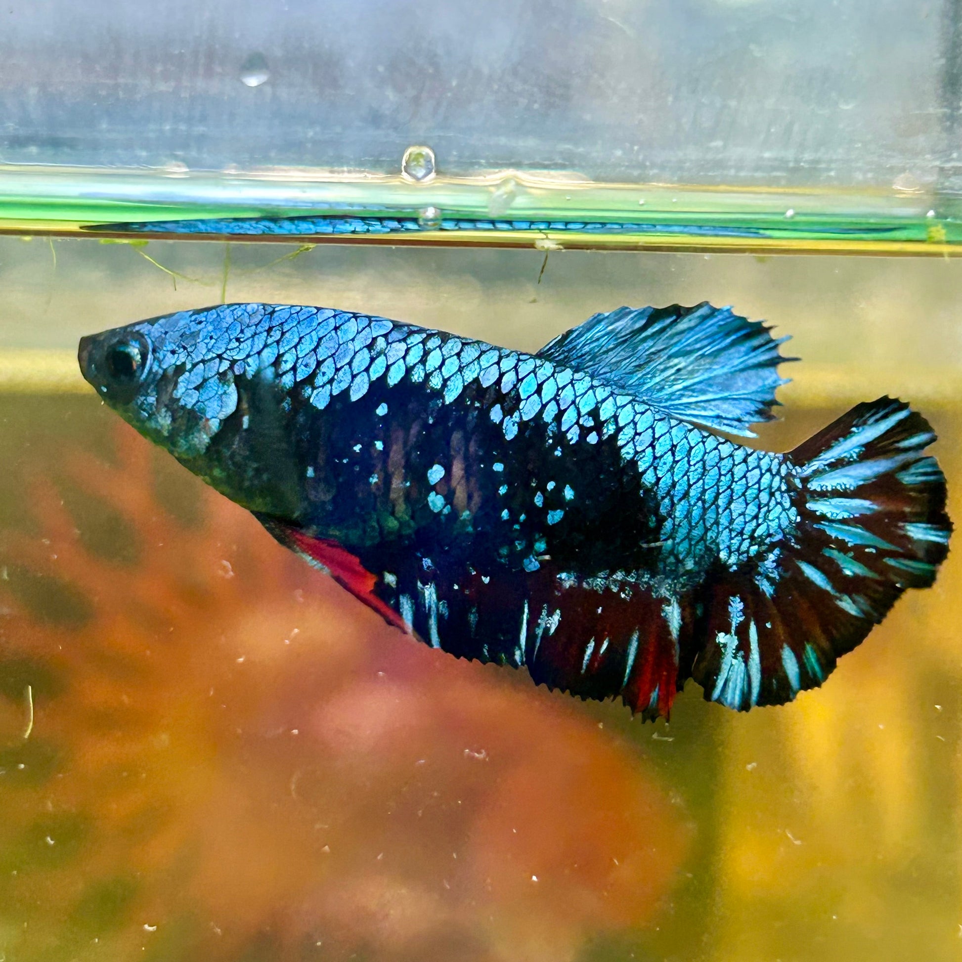 Avarta Nebula Plakat - Female Betta 118