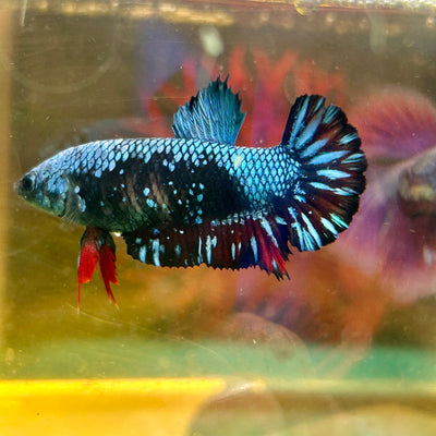 Avarta Nebula Plakat - Female Betta 118