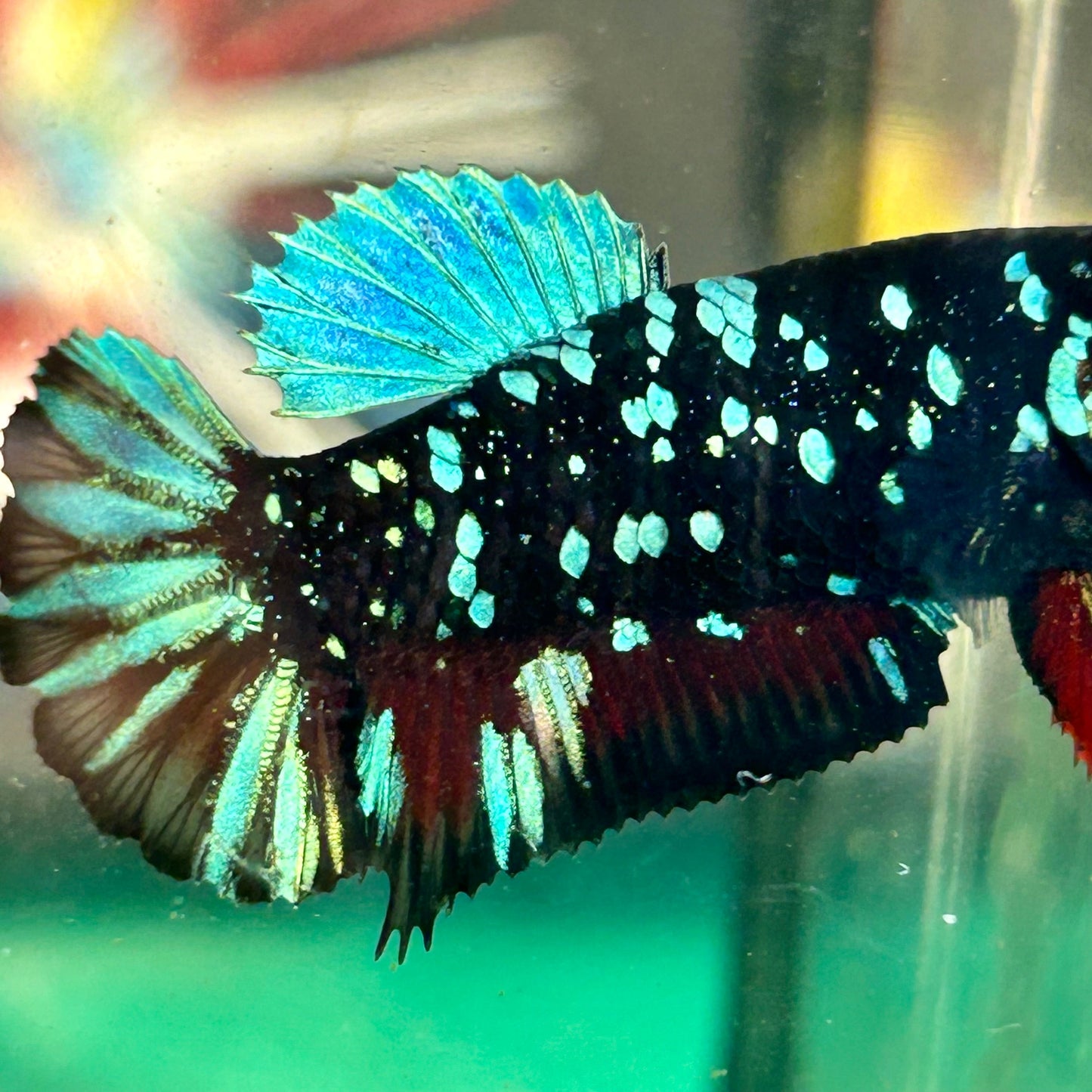 Avarta Nebula Plakat - Female Betta 12