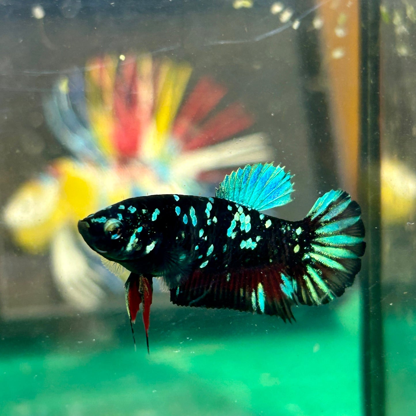 Avarta Nebula Plakat - Female Betta 12