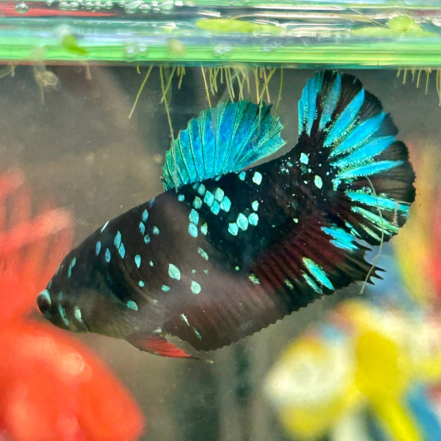 Avarta Nebula Plakat - Female Betta 12