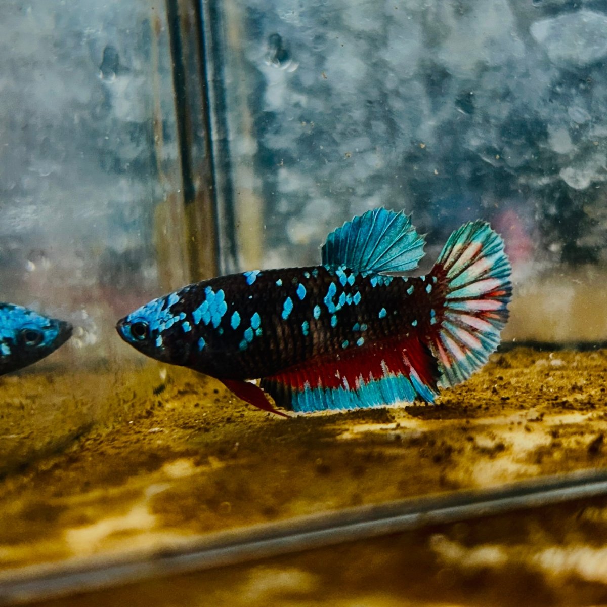 Avatar Nebula Plakat - Female Betta #132