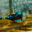 Avarta Nebula Plakat - Female Betta 132 Female betta