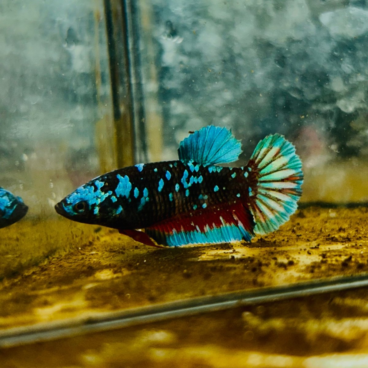 Avatar Nebula Plakat - Female Betta #132