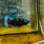 Avarta Nebula Plakat - Female Betta 132 Female betta
