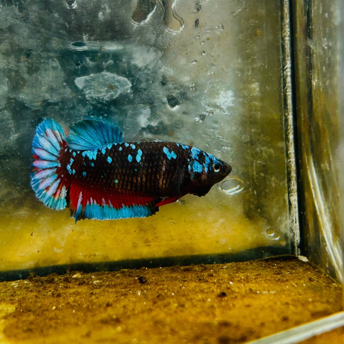 Avatar Nebula Plakat - Female Betta #132