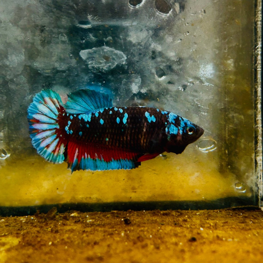 Avarta Nebula Plakat - Female Betta 132 Female betta