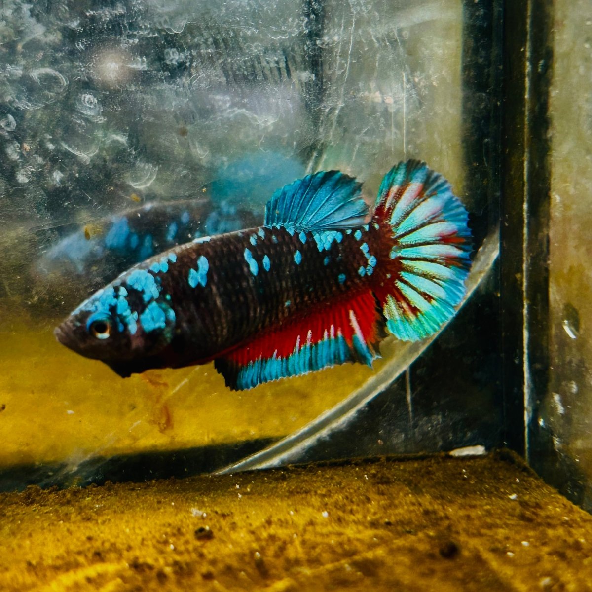 Avatar Nebula Plakat - Female Betta #132