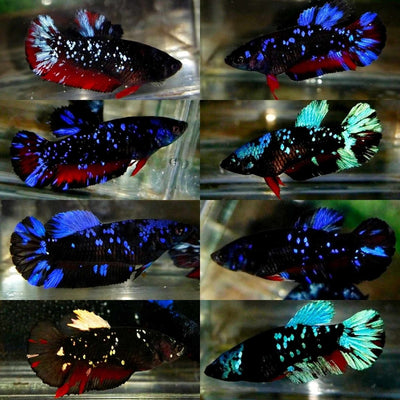 Avarta Nebula Plakat - Female Betta