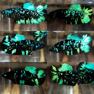 Avarta Nebula Plakat - Female Betta