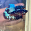 Avarta Nebula Plakat - Male Betta 003