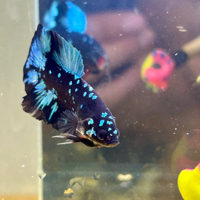Avarta Nebula Plakat - Male Betta 003