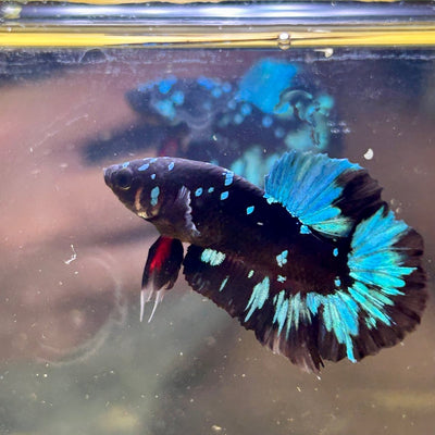 Avarta Nebula Plakat - Male Betta 003