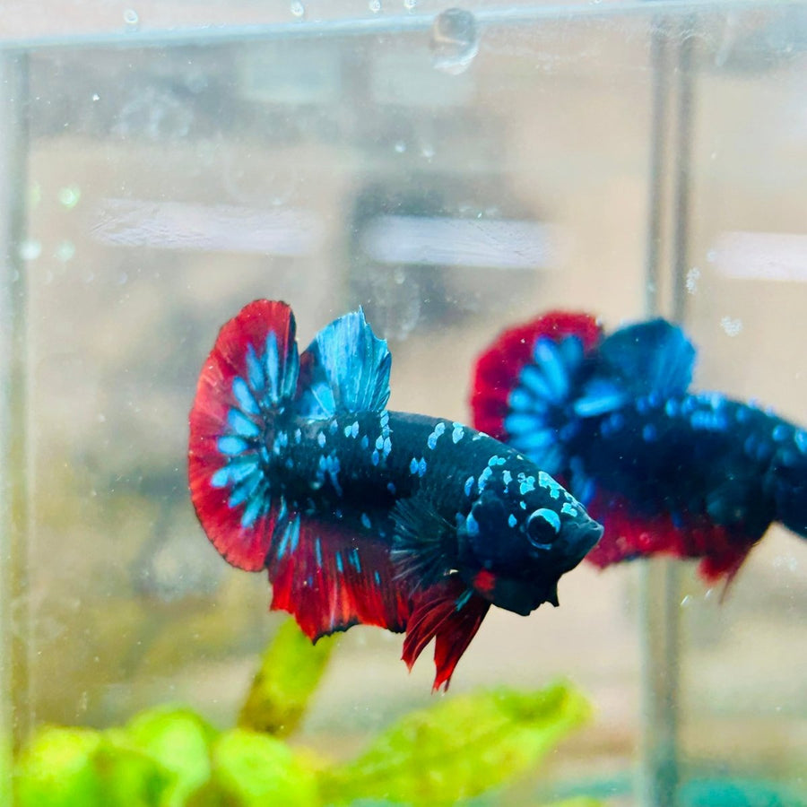Avarta Nebula Plakat Male Betta 013 Male betta