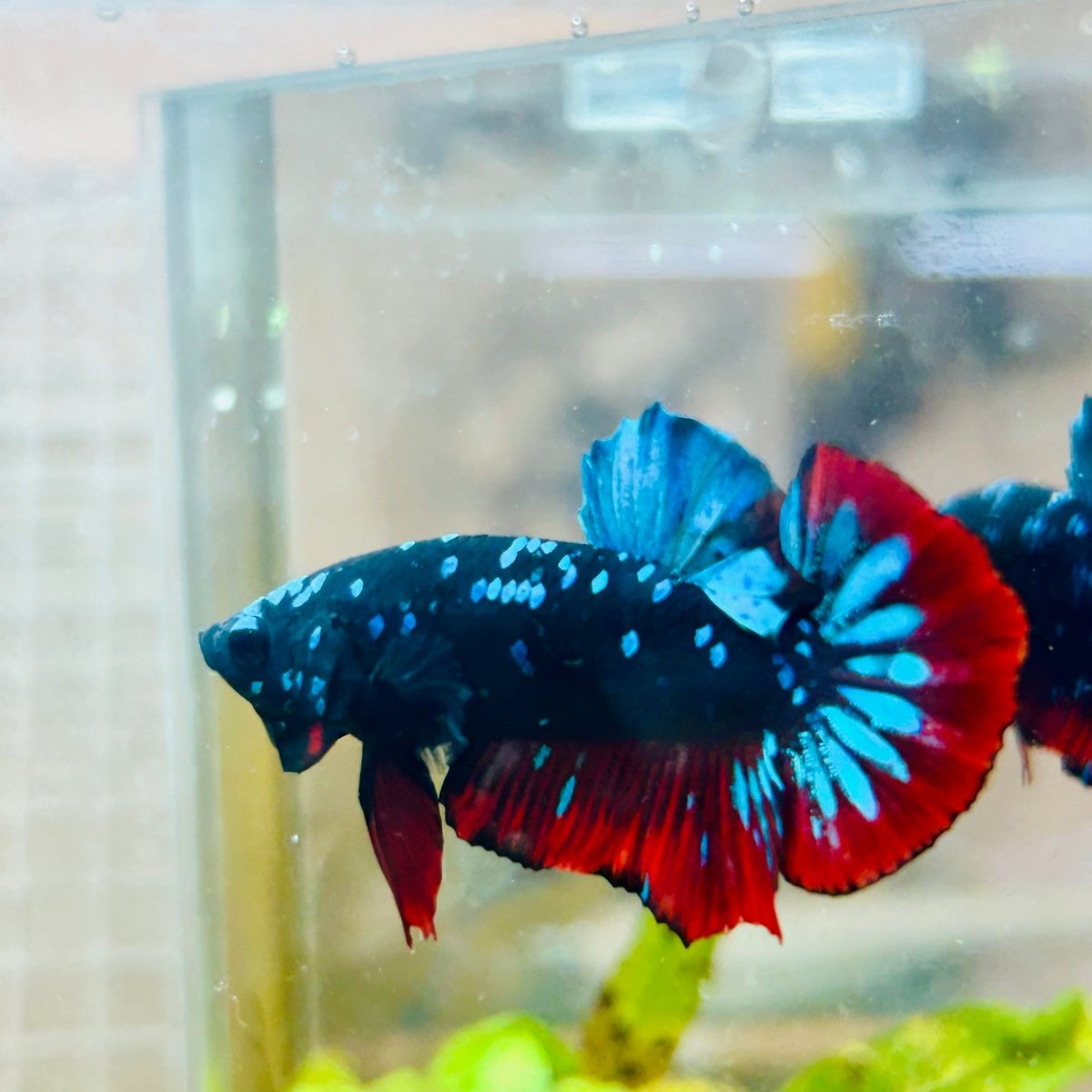 Avatar Nebula Plakat Male Betta #013